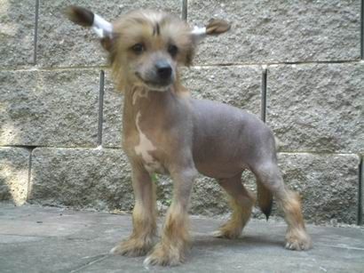 Glitter of Gold Al Maarii Sapphire