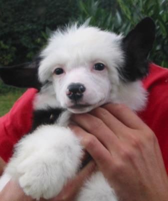 Taijan Dreamer Einstein