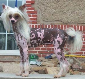 Untouched Legend von Shinbashi