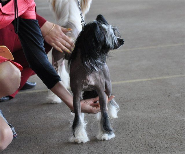 Mano Ponis Athos Endless Kiss