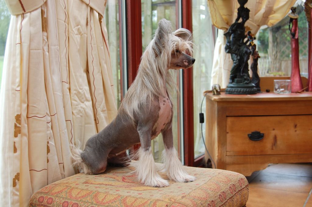 Welldan Little Matrjoschka Angel Look