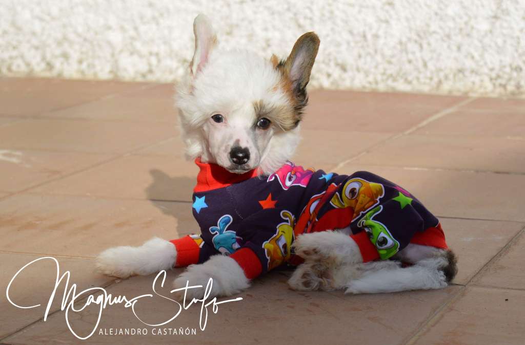 Magnus Staff You Raise me Up