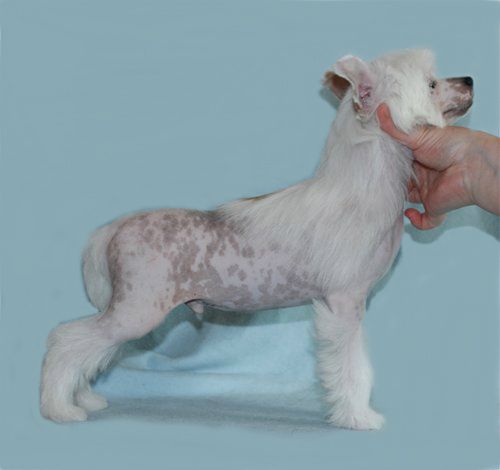 Natalis Domini Shah-ri-jar Almaznyj Blesk