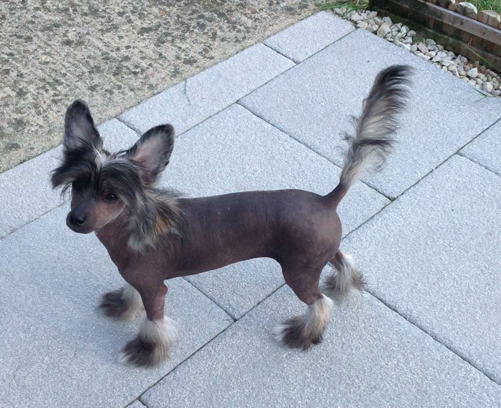 Crestspitz shadow walker of Zanjero