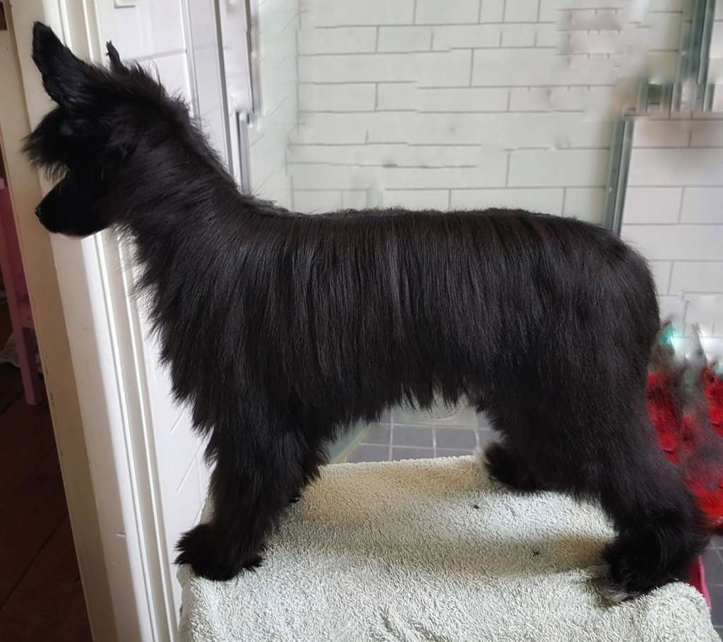 Myrnas Mignon Étoile Beautiful Rain