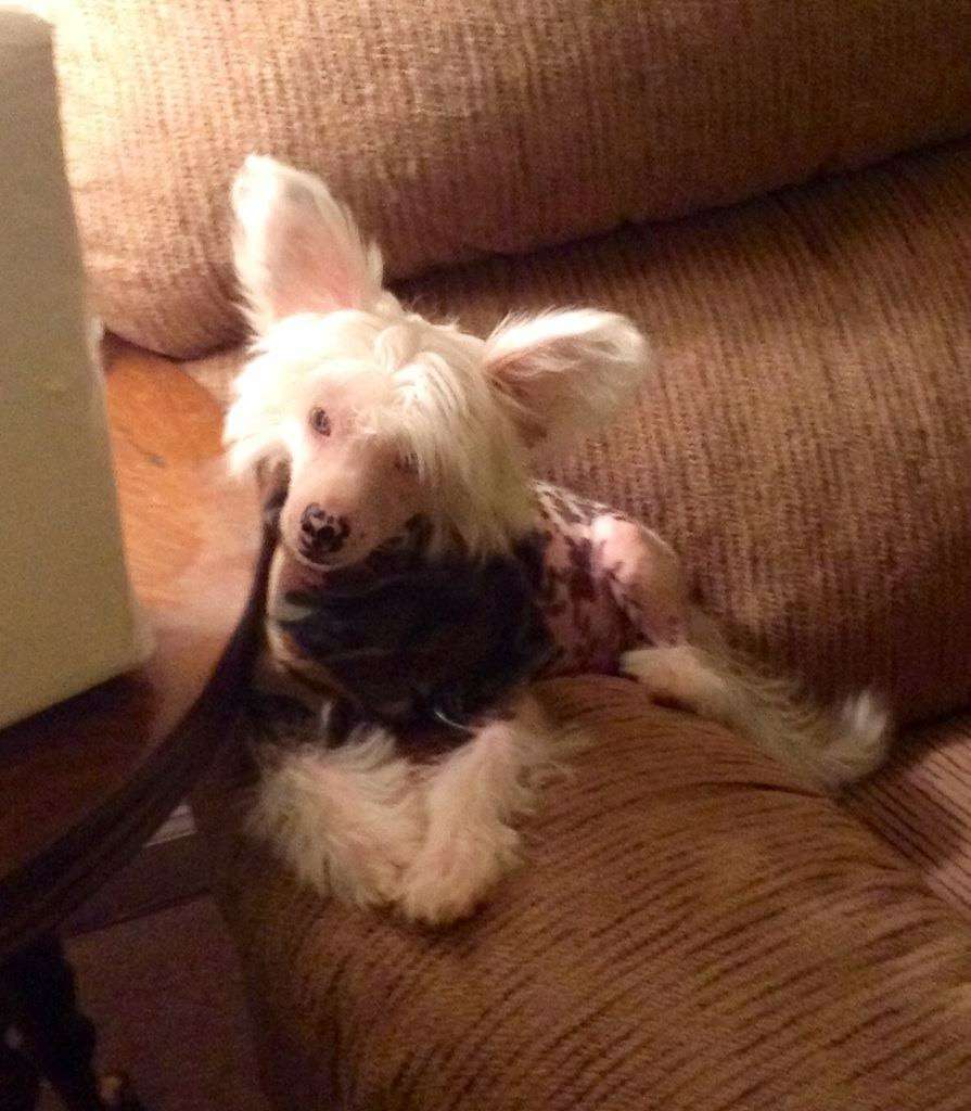 WD Mitchells Duke Misty Meredith Lou