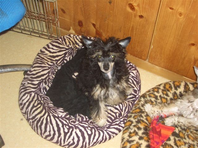 Annayake von Shinbashi