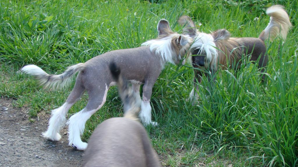 Kristal Yaniry  Mak Ray