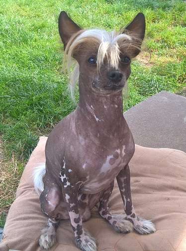 Oyster De L'Orée des Rêves