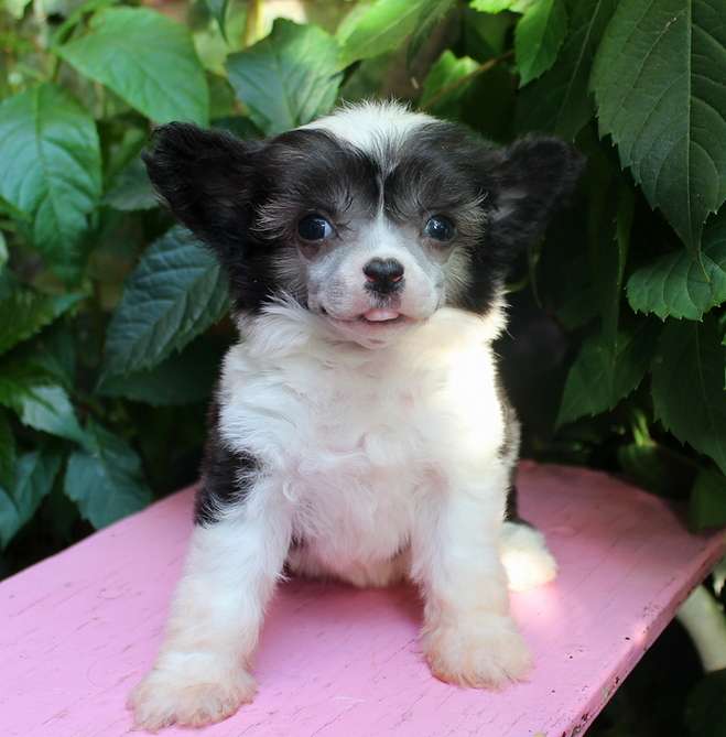 Angel O' Check P......