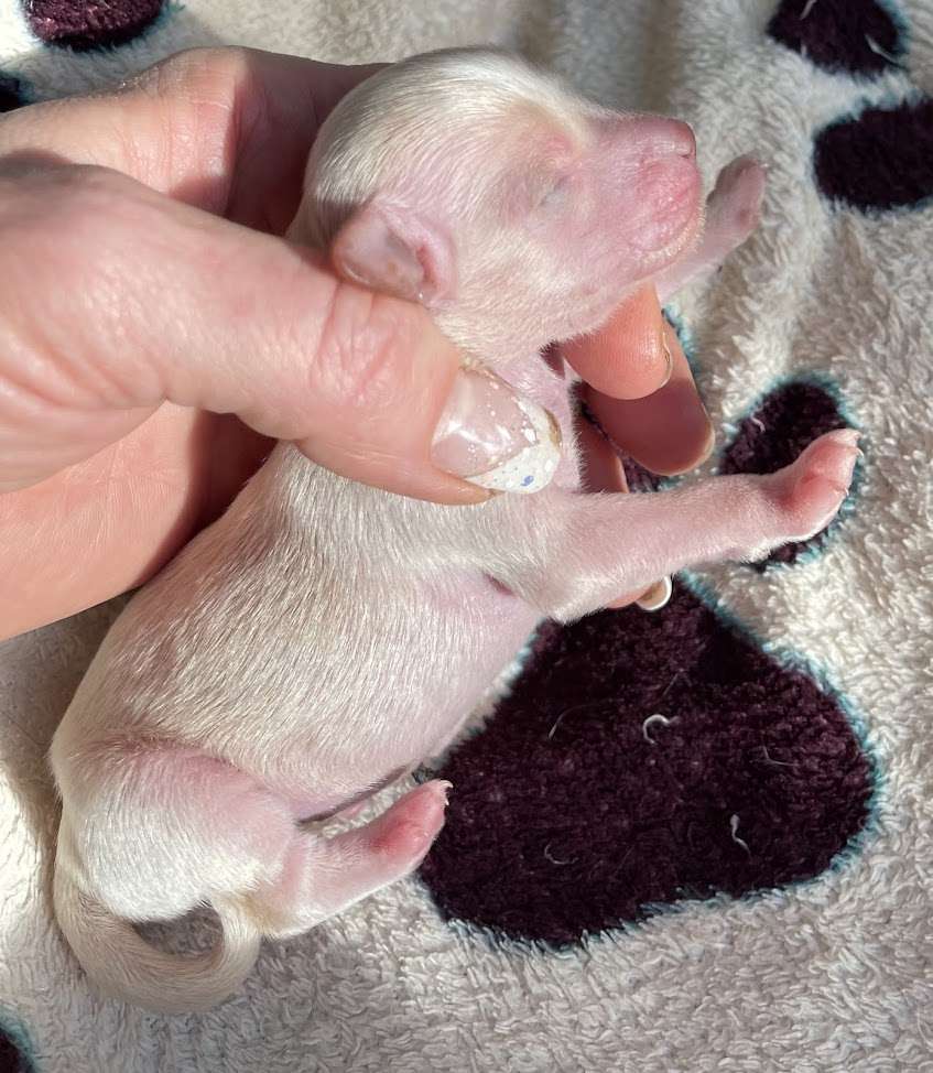 Show Gaslaktika Uspekh