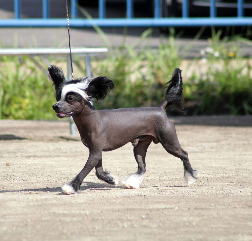 Lilla Wanillas Dare To Dream