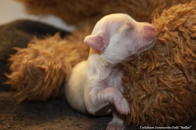 Tirlittan Favourite Doll