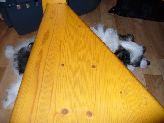 Doreen Chocolate Zvonecek