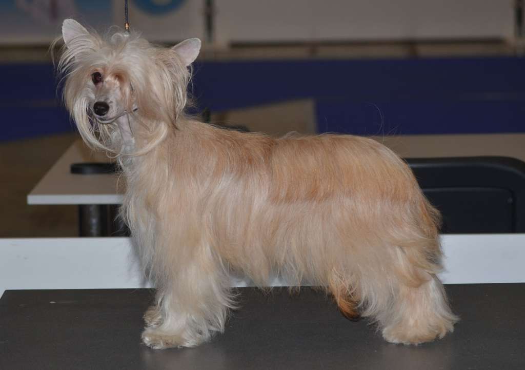 Magic of Success Konsuella