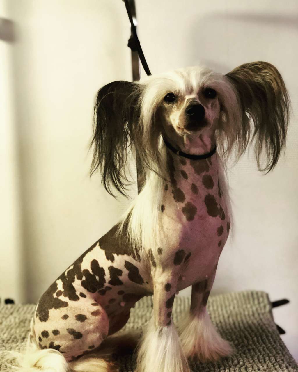 Speechless Win Again