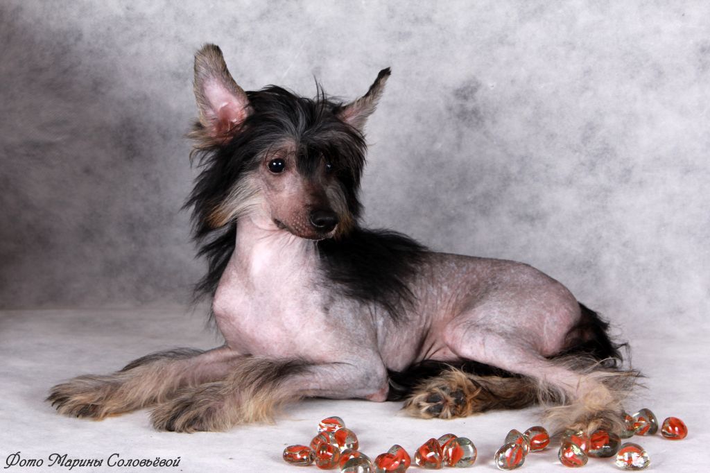 Chantal Chernaya Zhemchuzhina