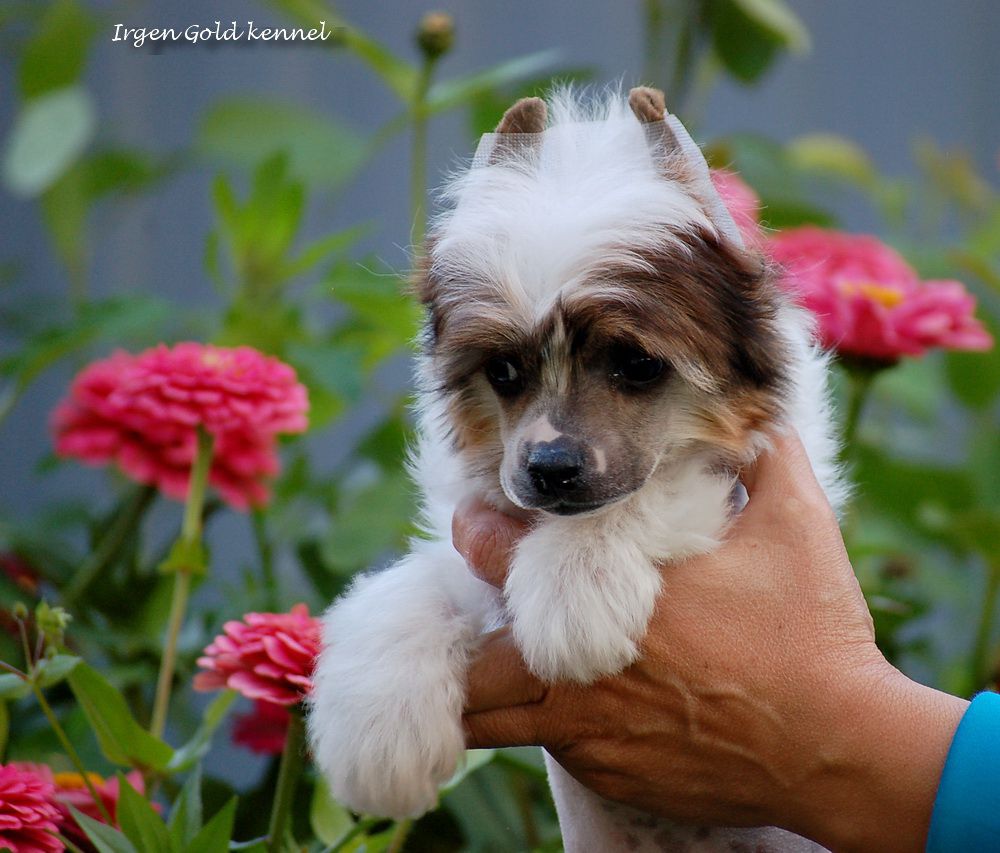 Irgen Gold Shantimal