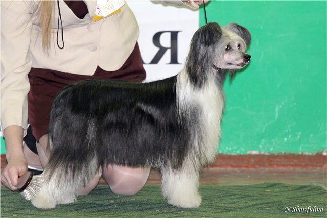 Alfa Laval Viva La Vita