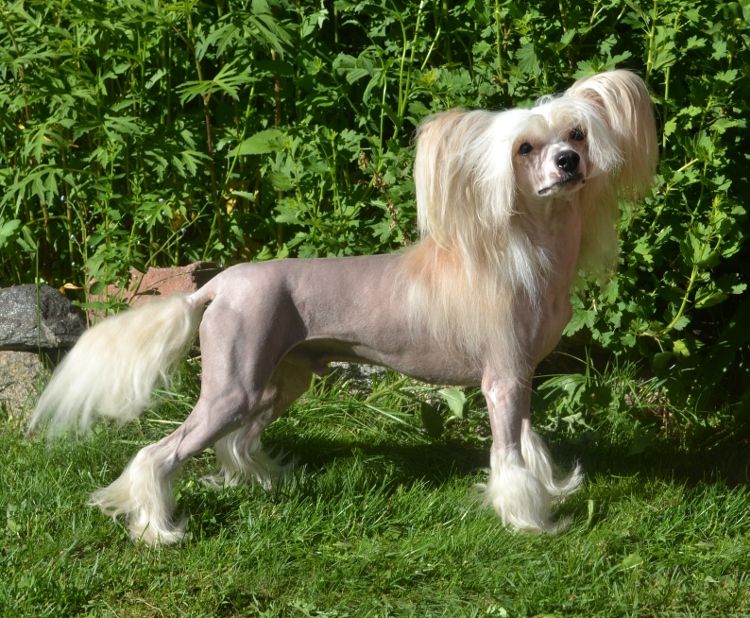 Stormblåstens Zero Tolerance