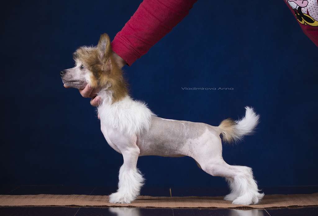 Envy White Voice of Luck