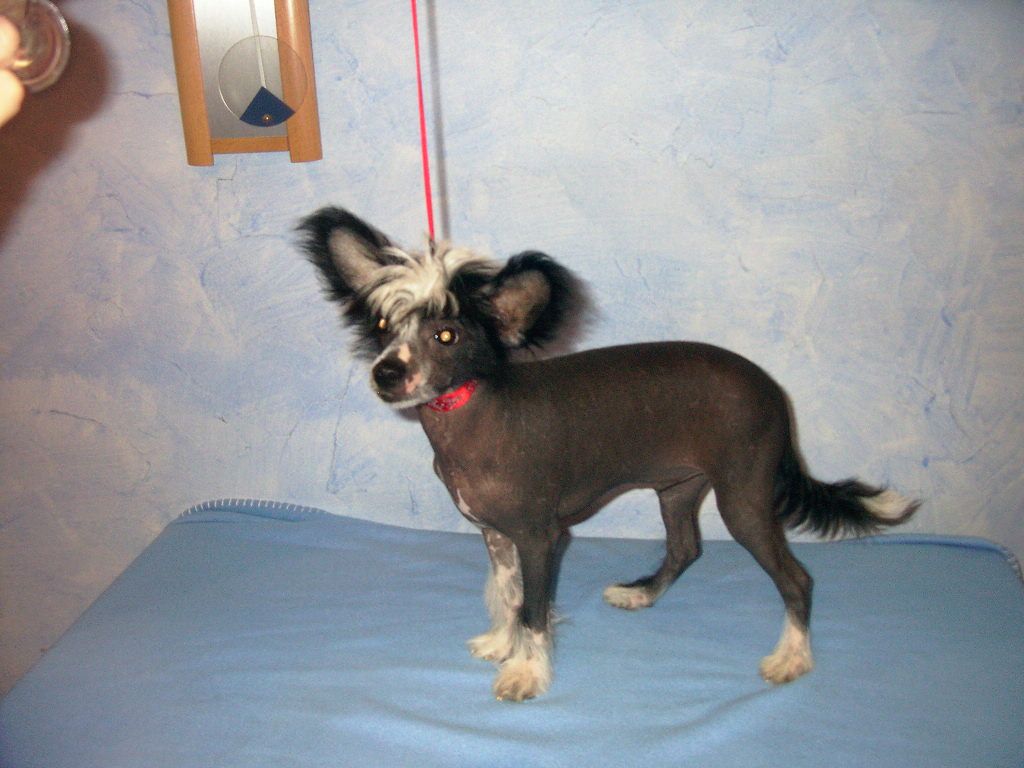  Treasure Guardians  Al Capone