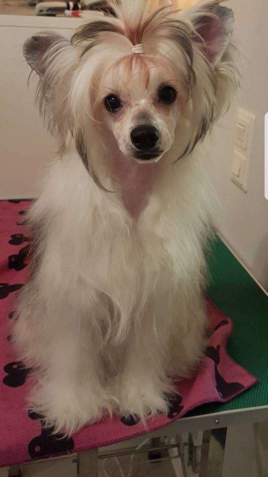 Angelcrest A Hero Of North