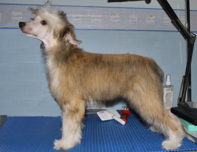 Bavaria Bindy Little Charmings