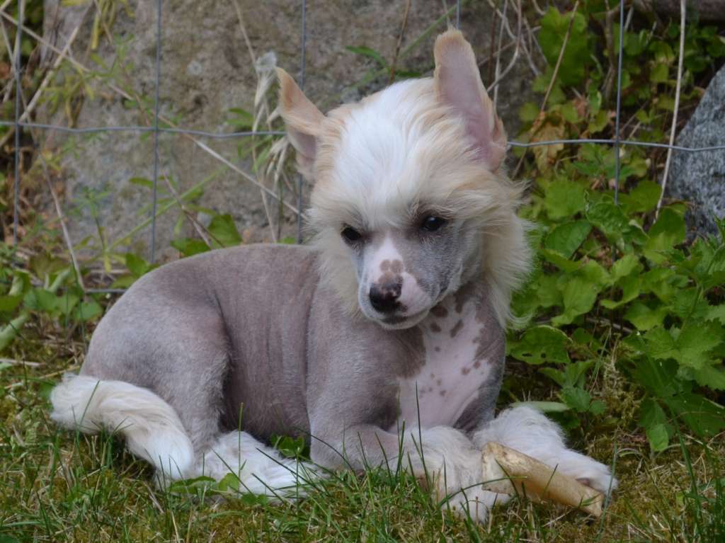 Crazy Little Diamond Frodo