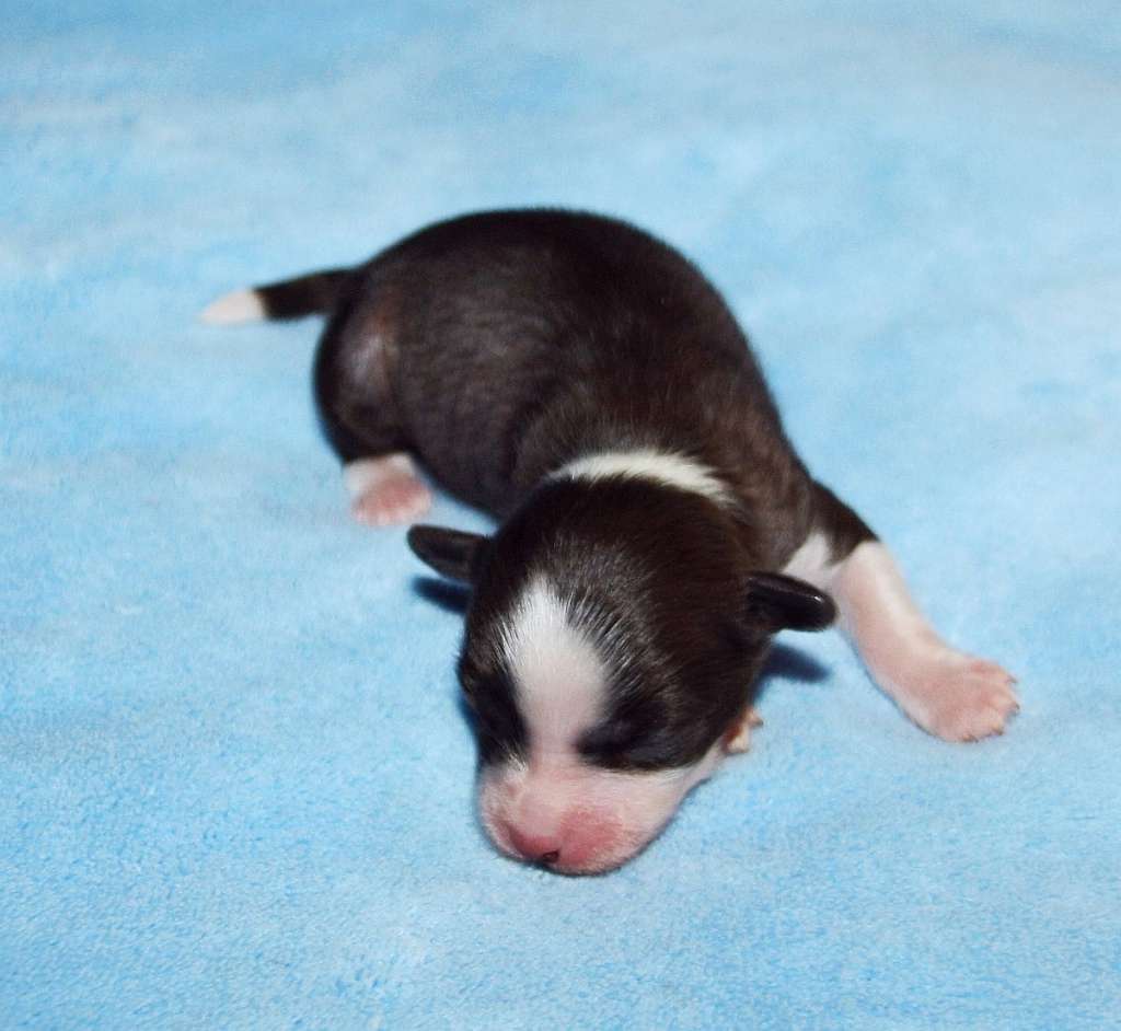 Eiofaxi Made Of Frabies Beauties