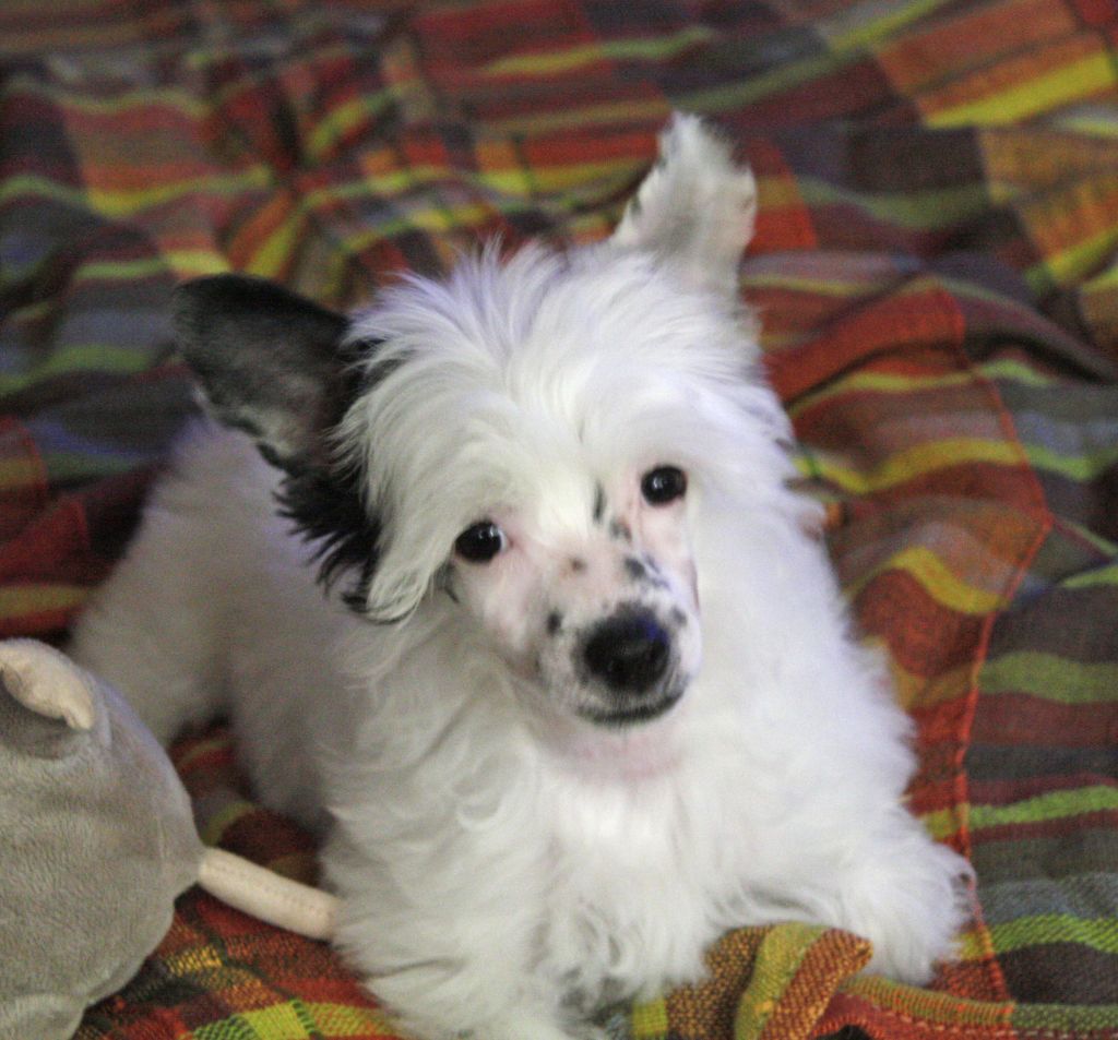 Volshebnaja Loshadka Kaleo