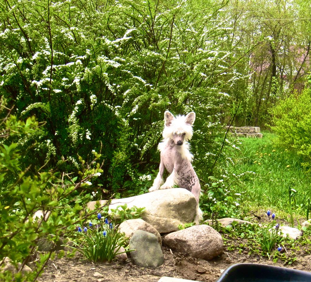 Empire Of Love Spring Spirits Jenny