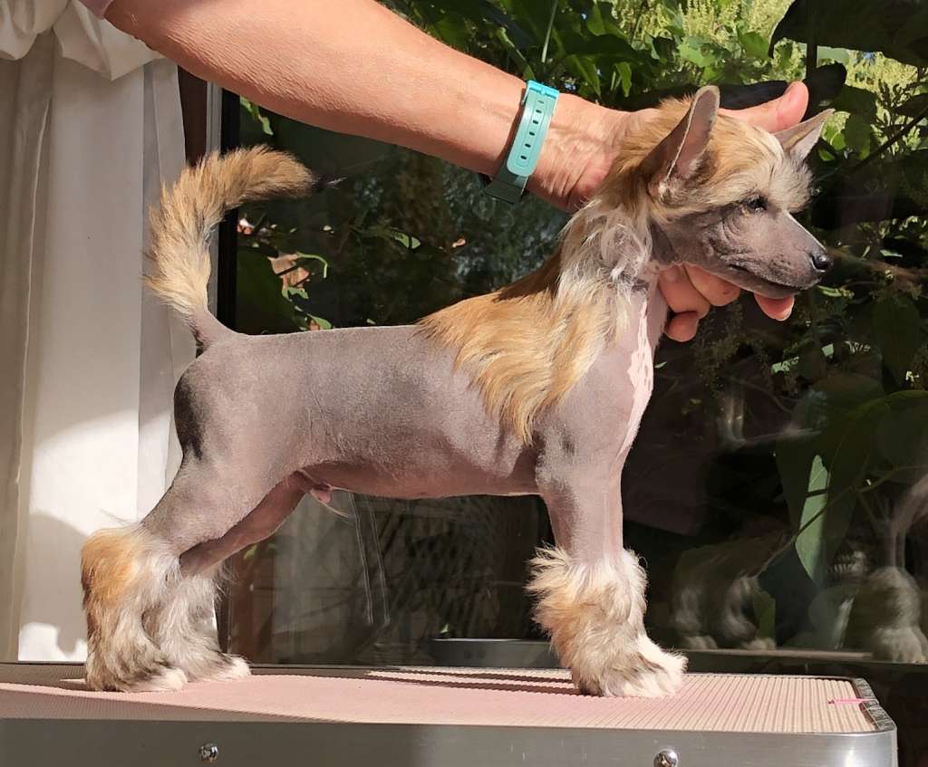 San Valentino von Shinbashi