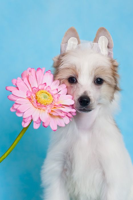 Status Imperial Girl in Mask