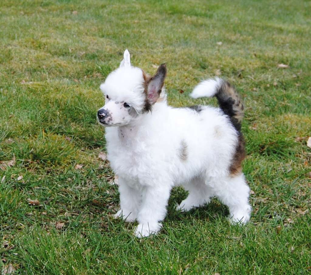 Krysolit Mumsfilibabba