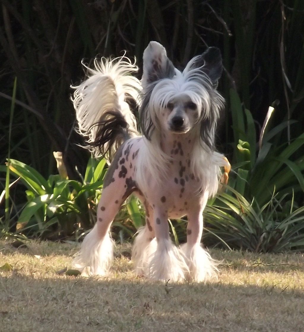 Windy Forest's African Star of Starrstalactite