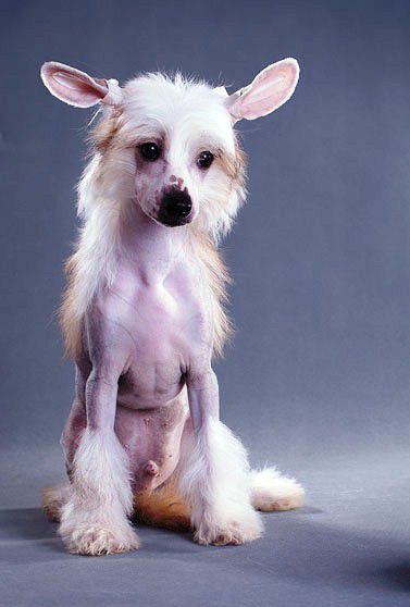 Adventurous Brave Heart