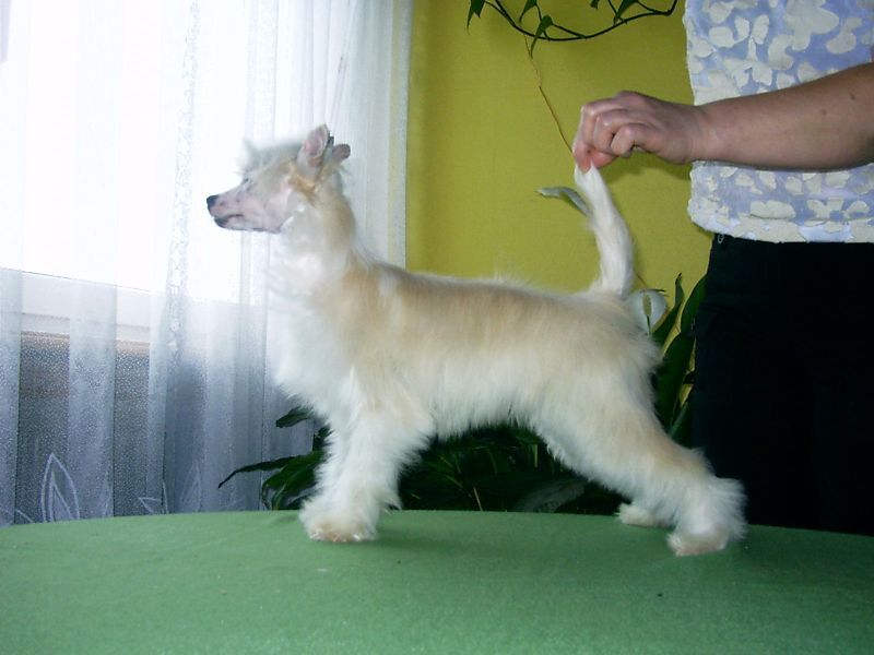 Wisienka  z Gangu Lysych