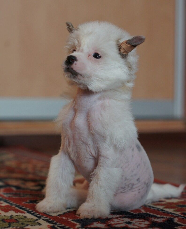 Emerald Dream iz Diamond Sity