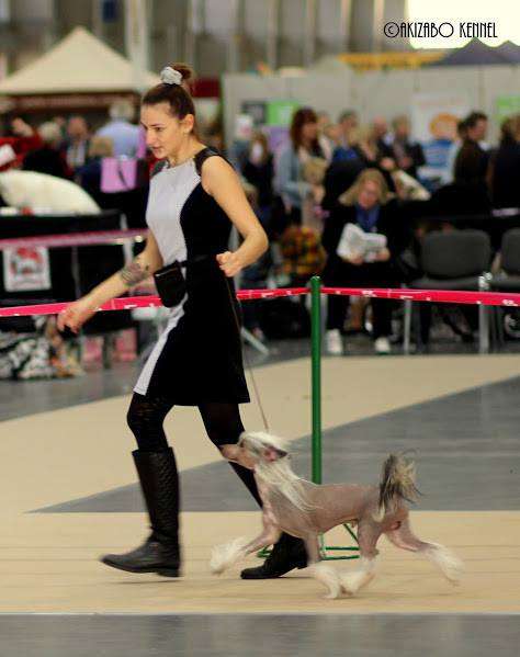 My Crazy Crested Energico Passion