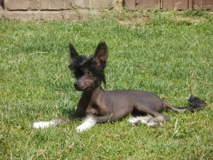 Arravani Magic Dinkey Deluxe