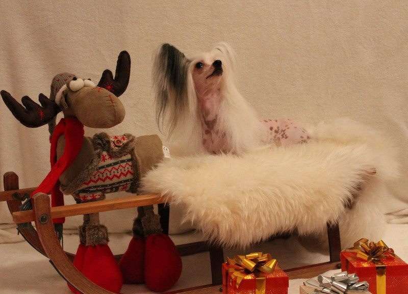 Yaquina's Catwalk Pearl