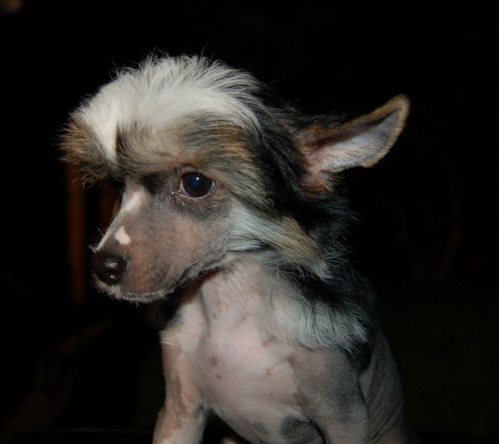 Moonangels Chinese Princess