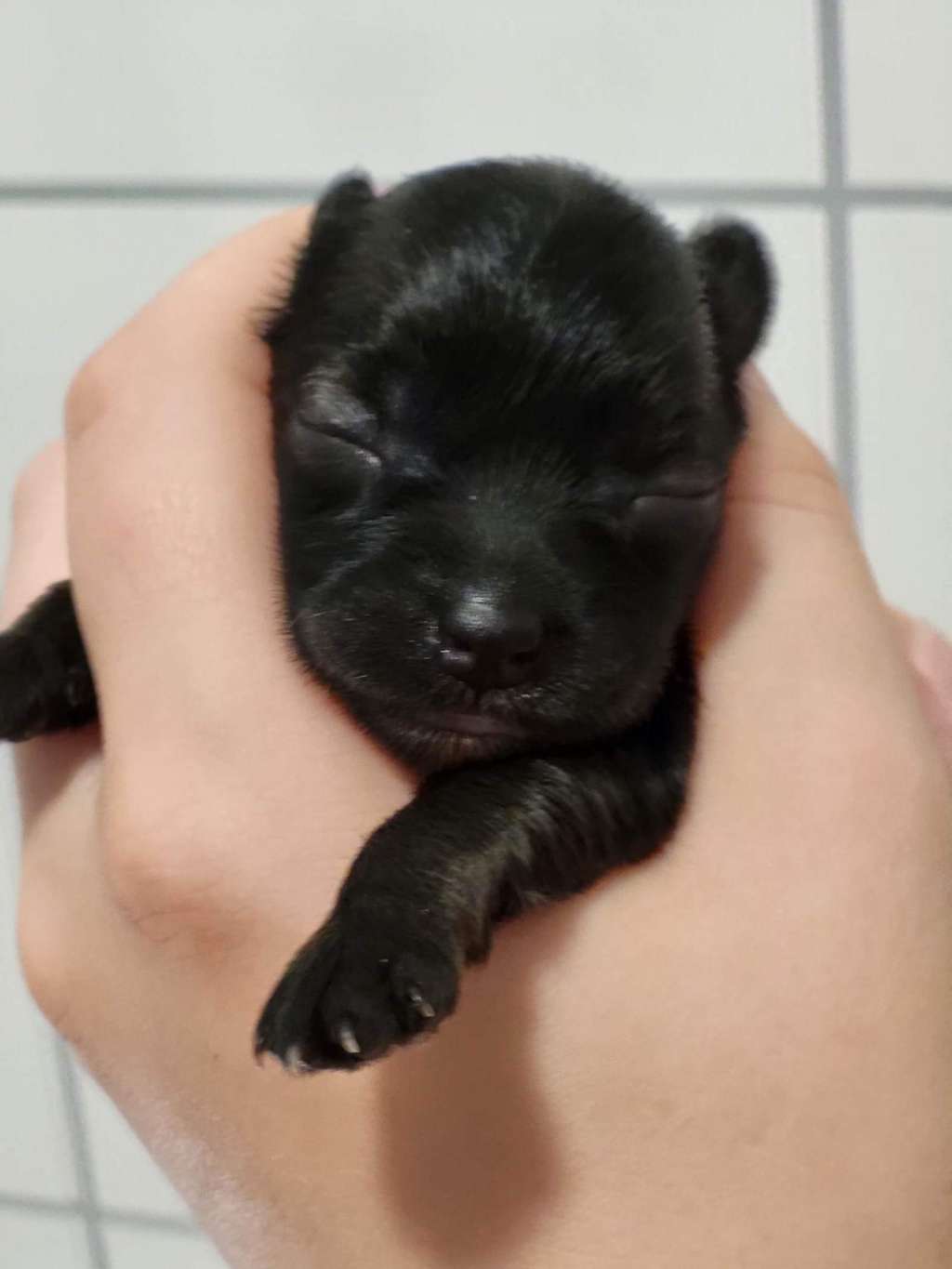 Smal Island dogs Be my Baby