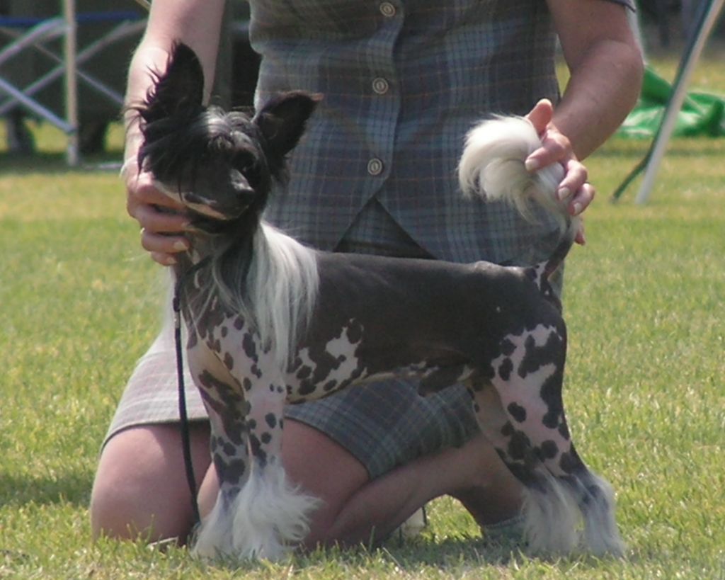 Mohawk Many Feathers 