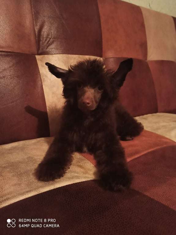 Beauty Incomporable Vision Of Love