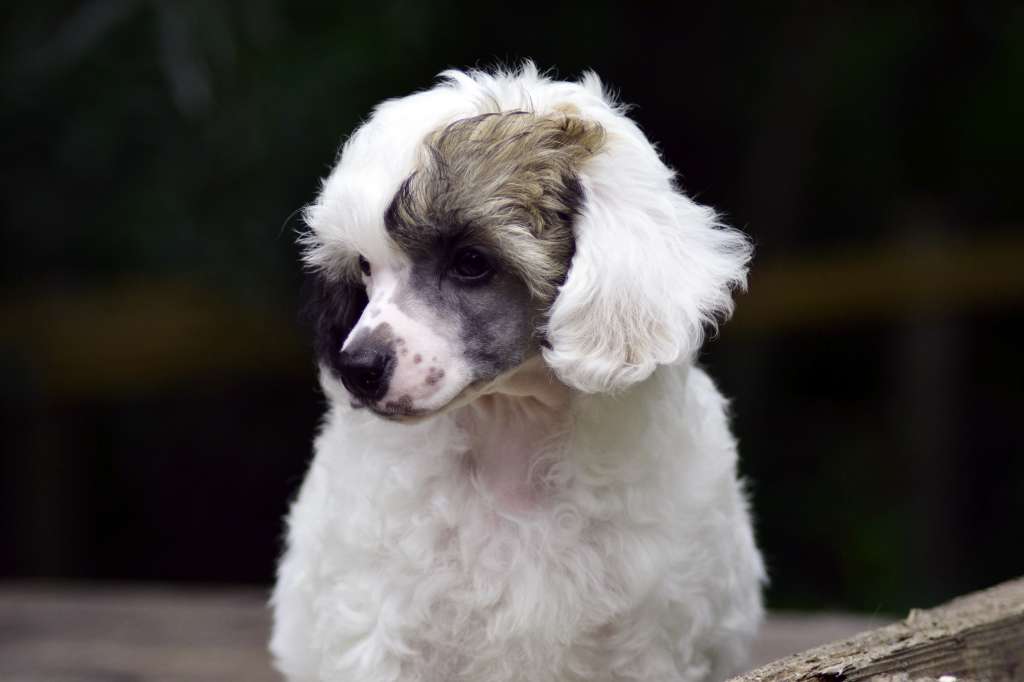 Hundtassens White as Snow