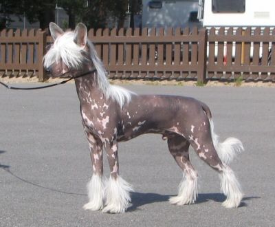 Sun Dan Chocolate Dream