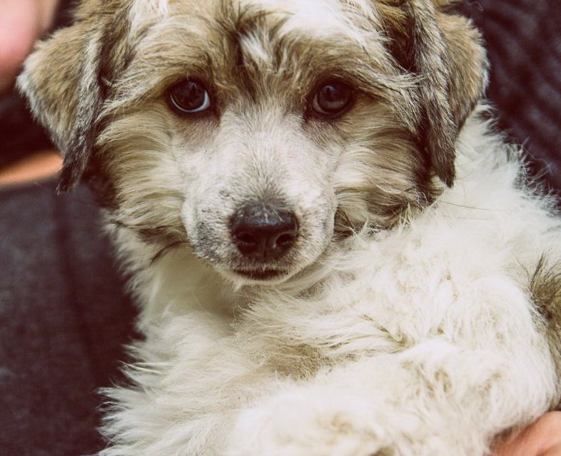 Berenike Pandora Yamin