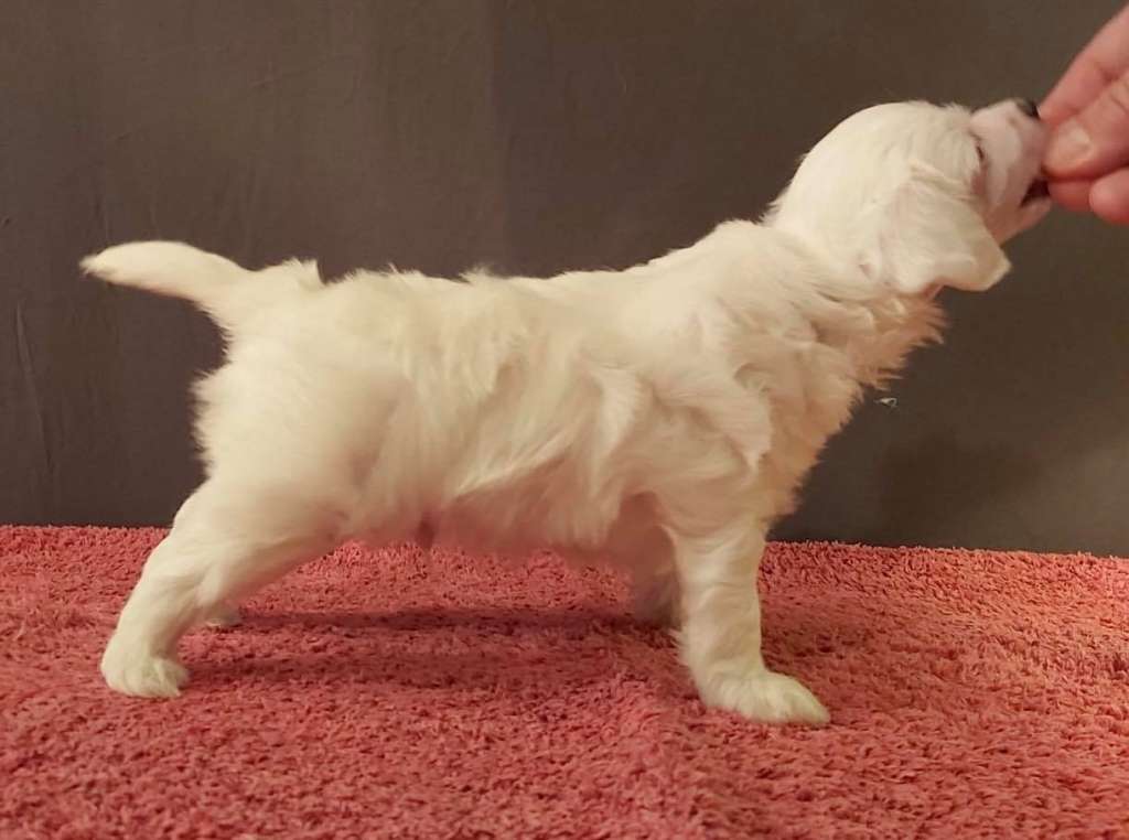 Jamming's Kilimajaro